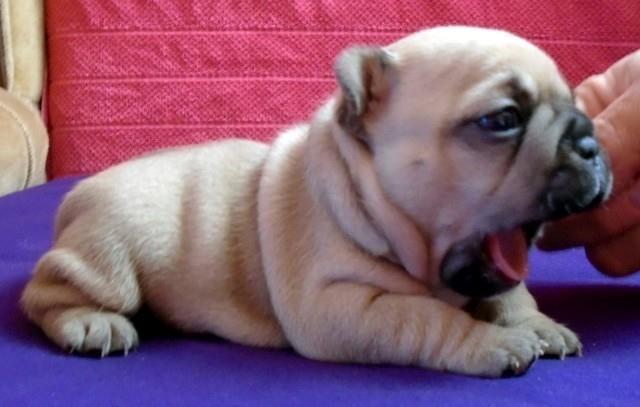 Francuski-buldog