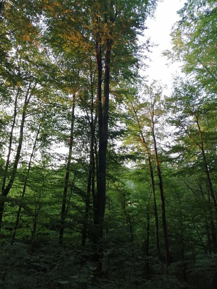 Šuma