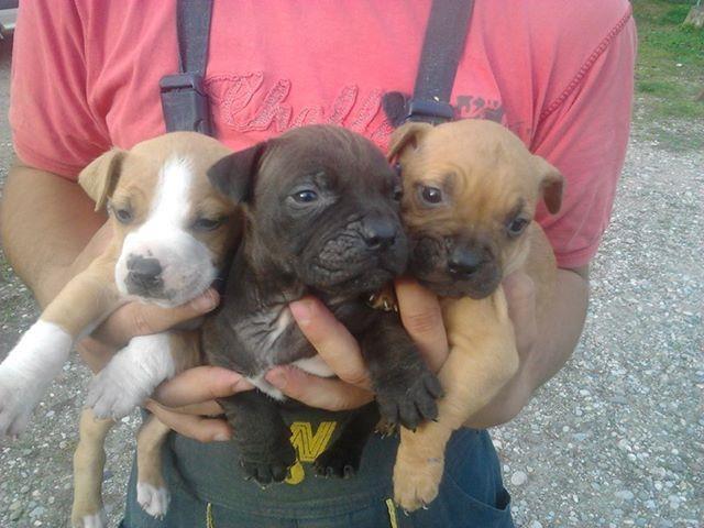pit bull