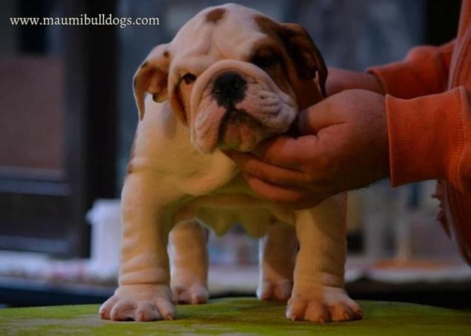 Engleski buldog  