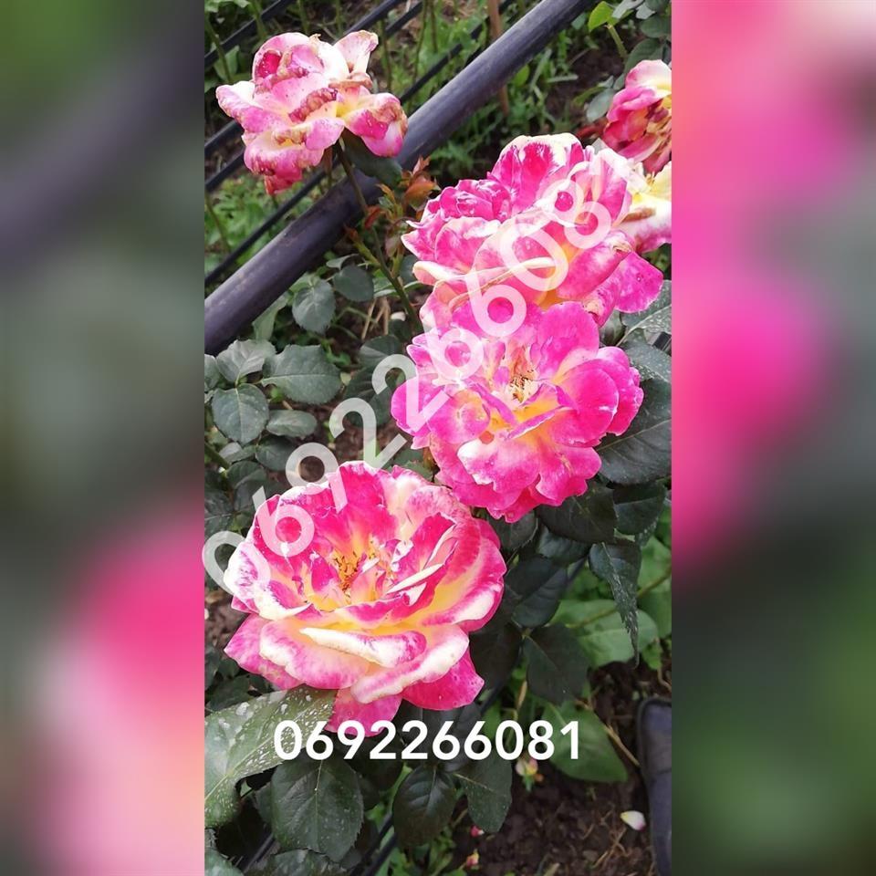 Na-prodaju-sadnice-
