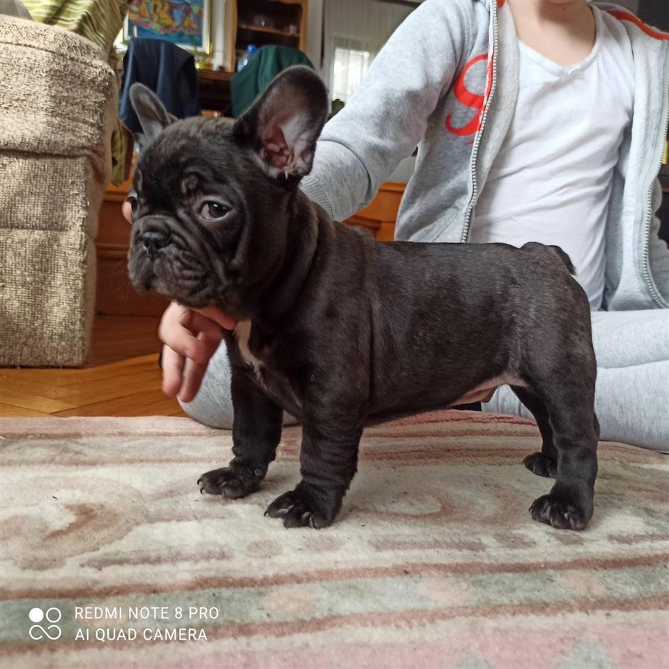 Francuski-buldog