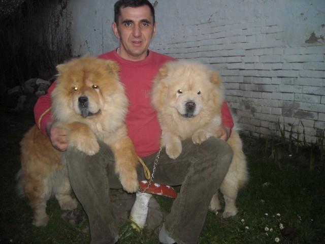 Cau-cau---Chow-chow-stenad-