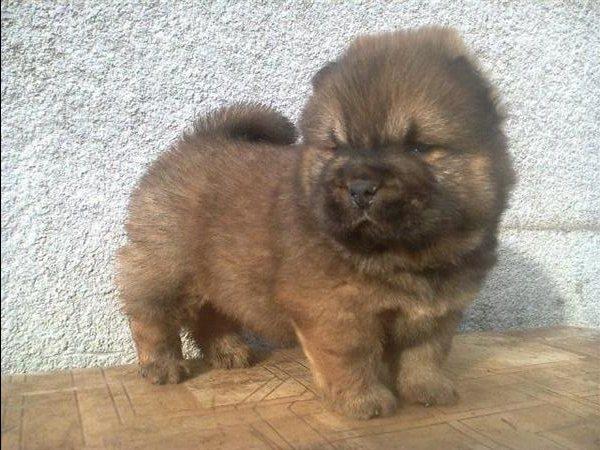 Cau-Cau-Chow-Chow