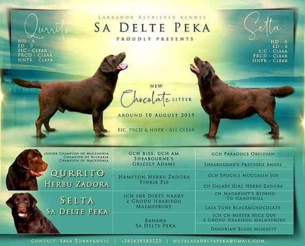 Čokoladni-štenci-Labrador-Retrivera