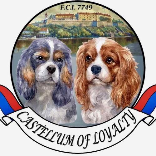 CAVALIER KING CHARLES  spaniel štenci