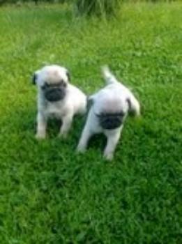 Mops-stenad