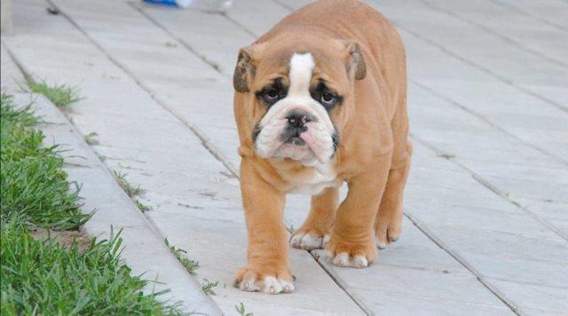 Engleski-buldog---štenci-