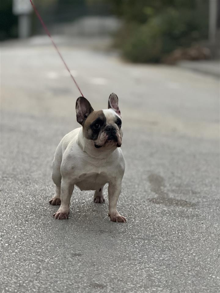 Francuski-buldog