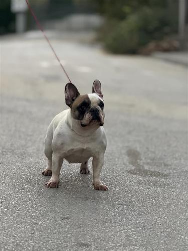 Francuski buldog
