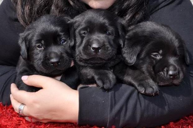 Vrhunski stenci labrador retrivera