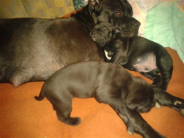 Cane-Corso