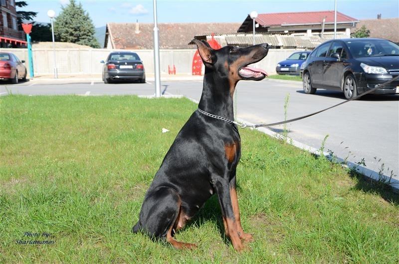 Doberman-