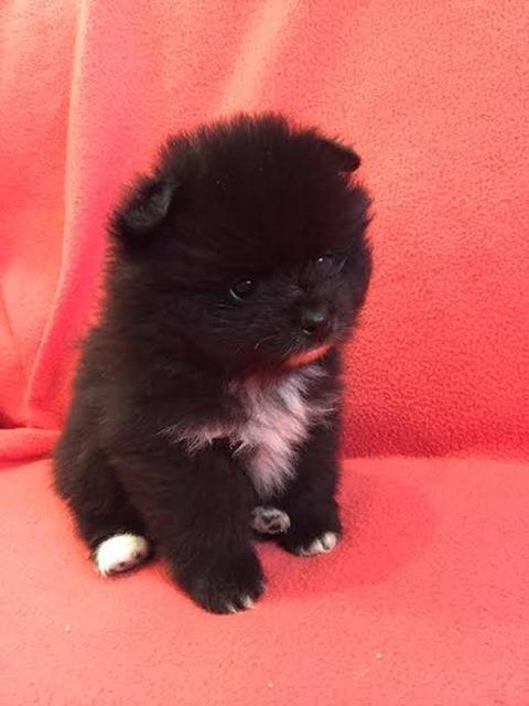 POMERANSKI-SPIC-BOO