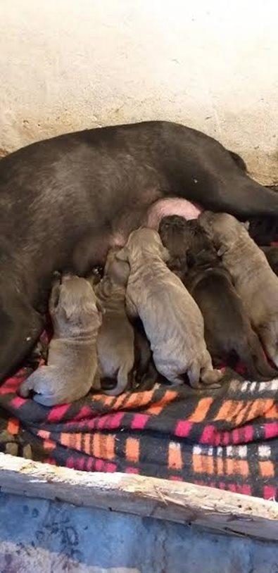 Cane-corso-