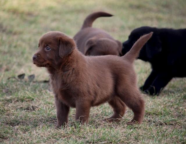 Labrador-stenci