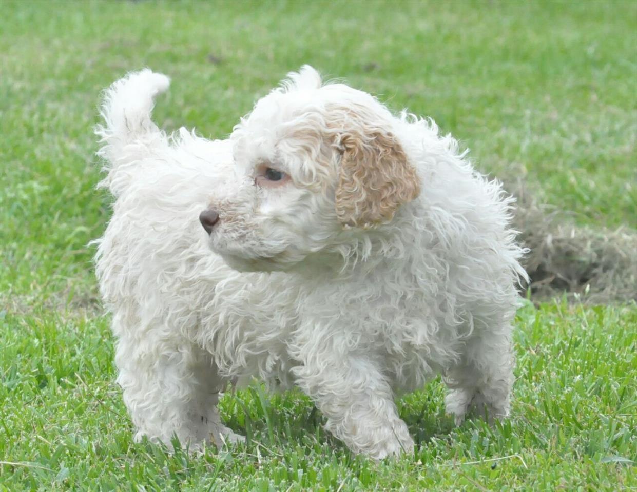 Lagotto-Romagnolo-stenci-