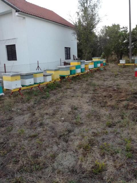 Pčelinja-društva