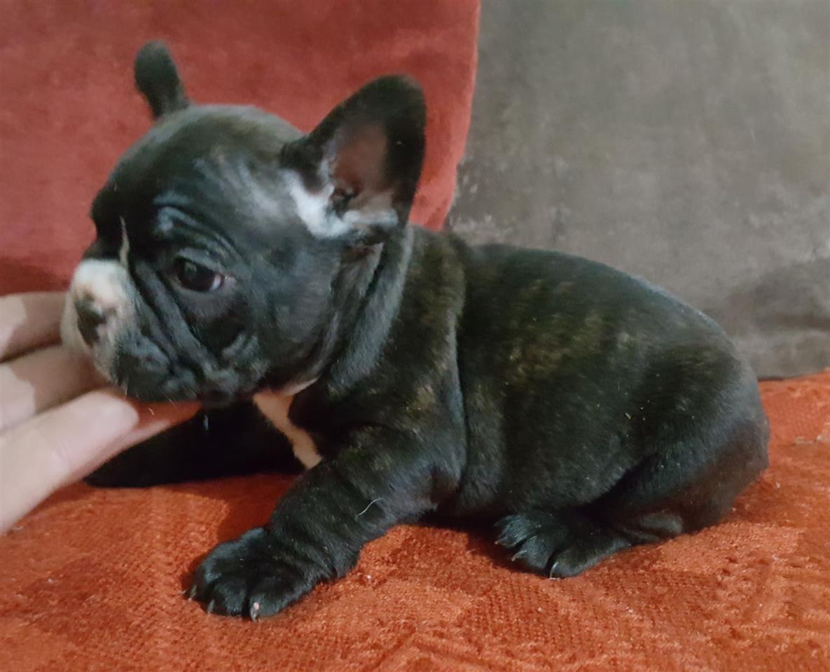 Francuski-buldog-štenci