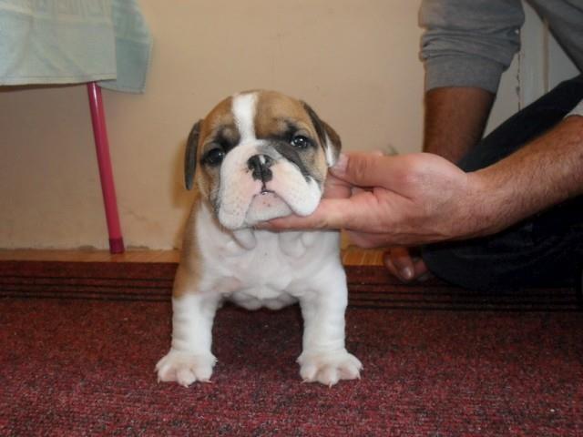 Engleski buldog stenad