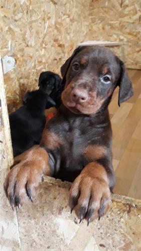 Doberman stenci
