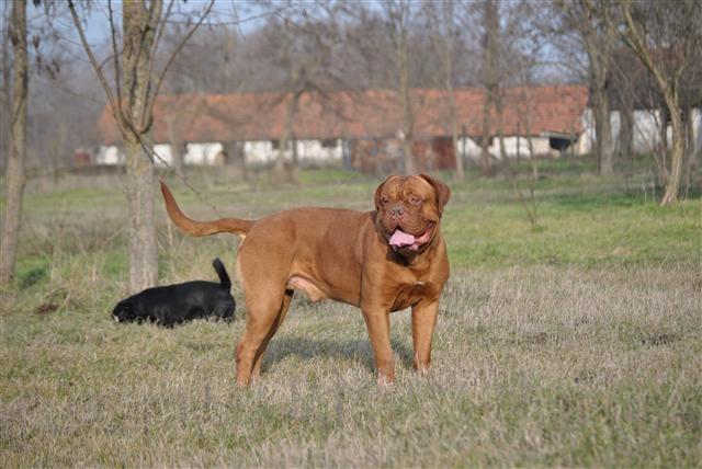 Stenci bordoske doge