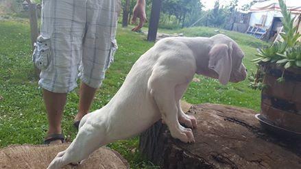 Dogo-Argentino-
