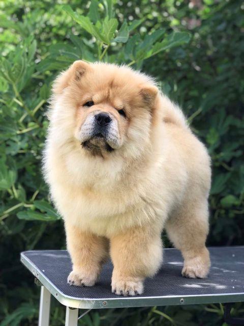 Chow-Chow---Čau-Čau-štenci