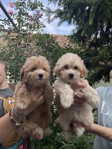 -Malti-poo