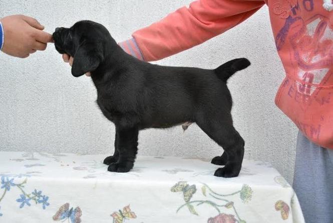 Labrador stenci sampionskog porekla