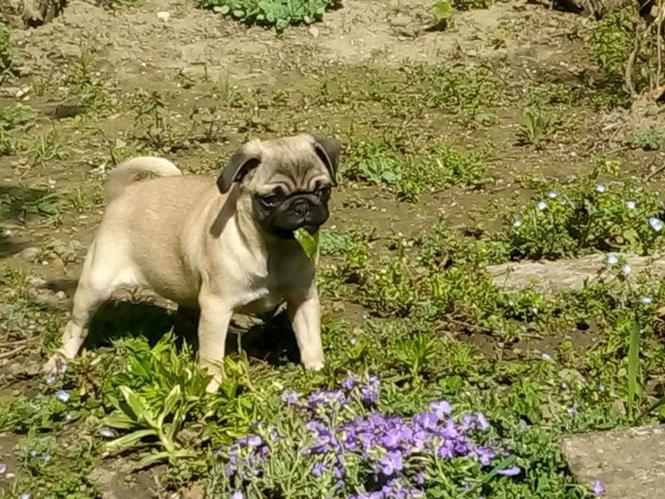 Mops