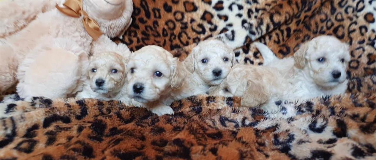 Prelepi-maltipoo-stenci-