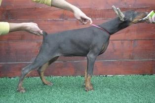 DOBERMAN-stenad-na-prodaju