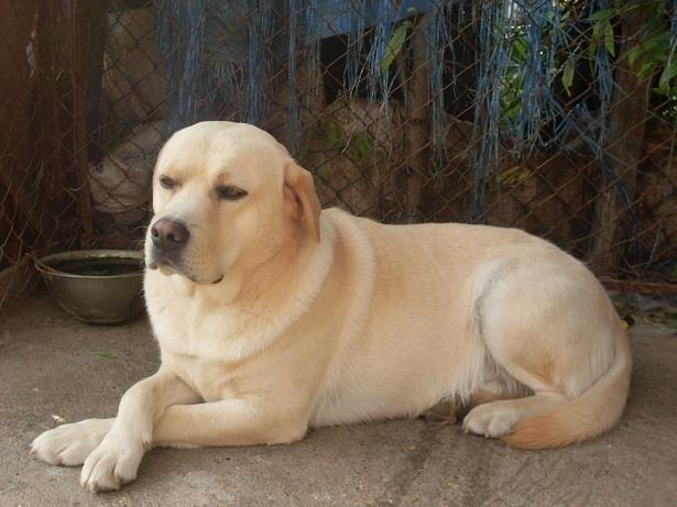 LABRADOR-RETRIVER-