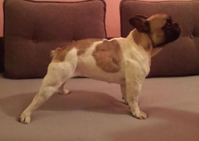 Francuski-Buldog-zenka