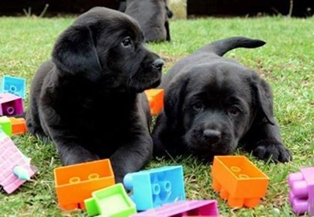 Labrador-retriver-