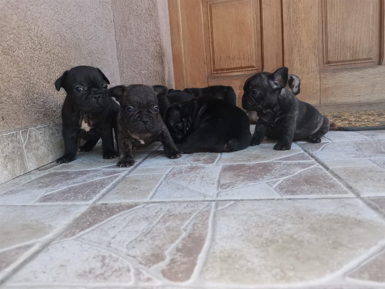 Francuski-buldog--štenci
