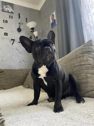 Francuski buldog