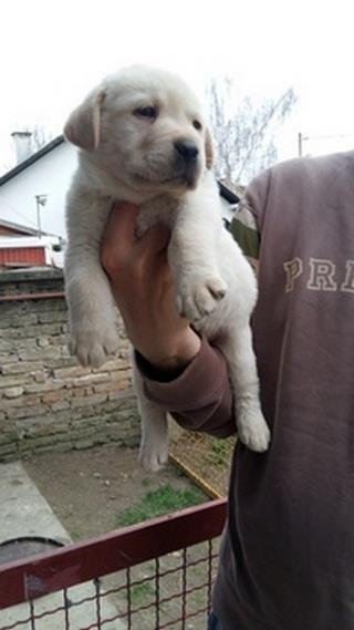Labrador-retriver-stenci