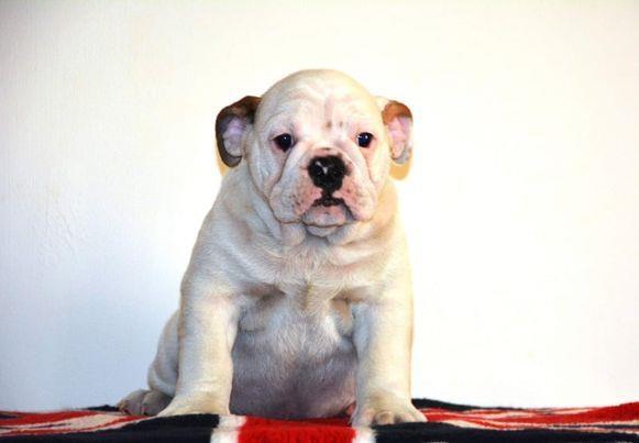 Engleski-buldog