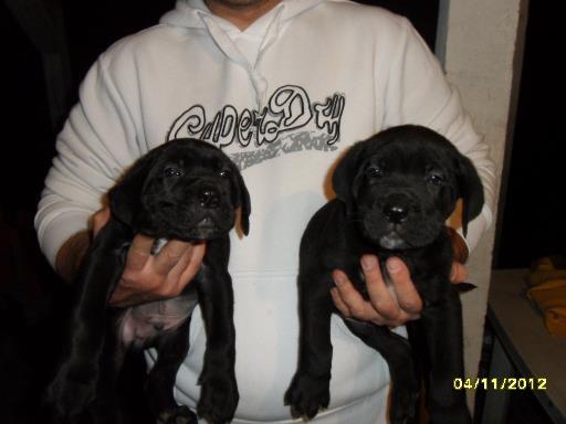 Cane-Corso-stenci