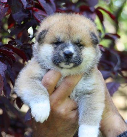 Akita-Inu-stenad