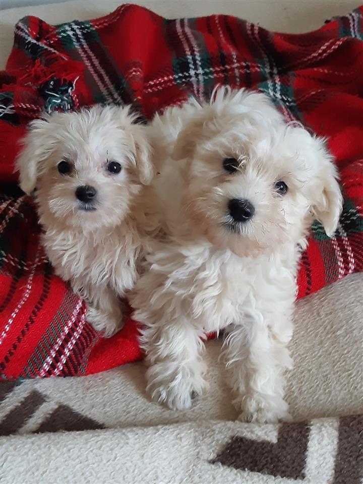 Mini-maltezeri