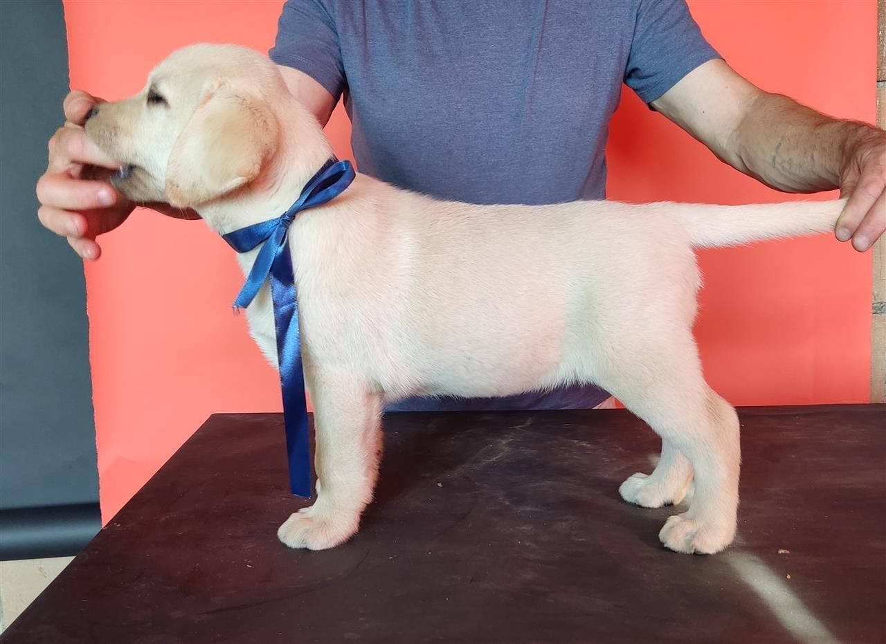 Labrador-Retriver-Štenci