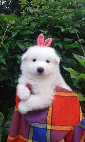 Samojed-štenci-