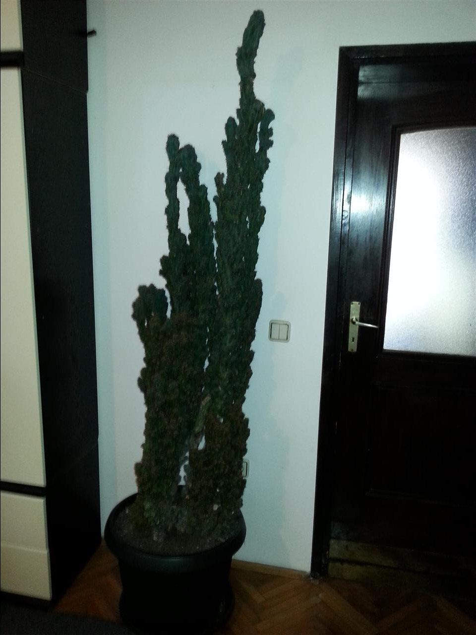 Kaktus