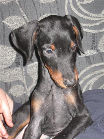 Stenad-dobermana