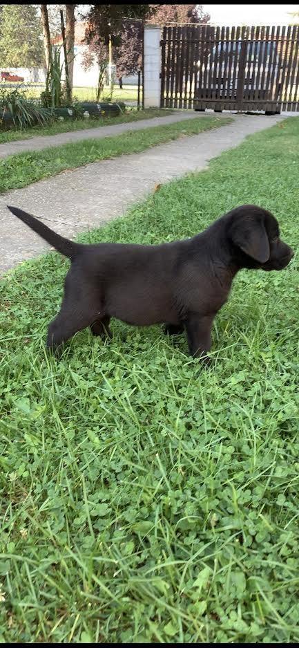 Labrador-Retriver-VRHUNSKI-štenci