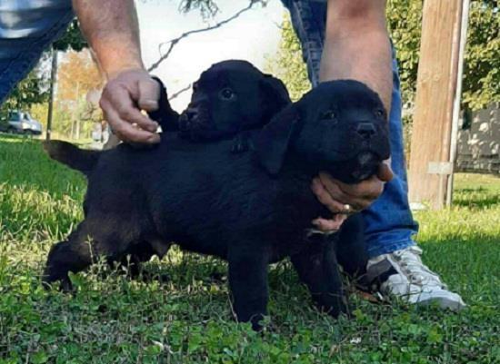 Cane-Corso