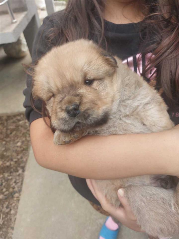 Na-prodaju-stenci-chow-chow